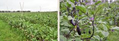 Shunde Sheng Organic Farming Park